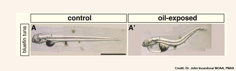 bluefin_Tuna_Larva_np_final.jpg bluefin_Tuna_Larva_np_final.jpg