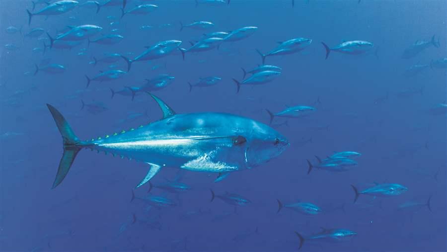 Fishery Management