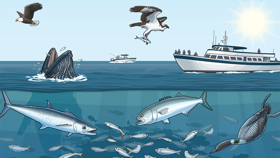 Atlantic Menhaden